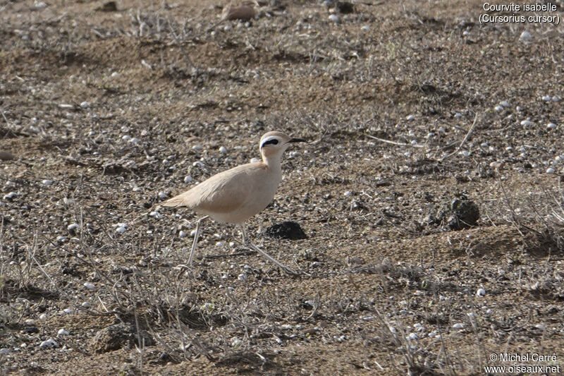 Cream-colored Courseradult