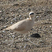 Cream-colored Courser