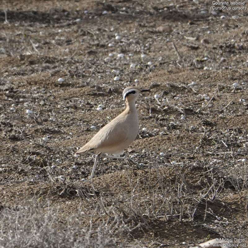 Cream-colored Courseradult