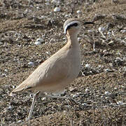 Cream-colored Courser