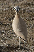 Cream-colored Courser