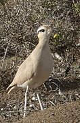 Cream-colored Courser