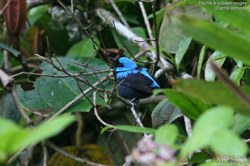 Scarlet-thighed Dacnis male adult