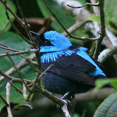 Dacnis à cuisses rouges