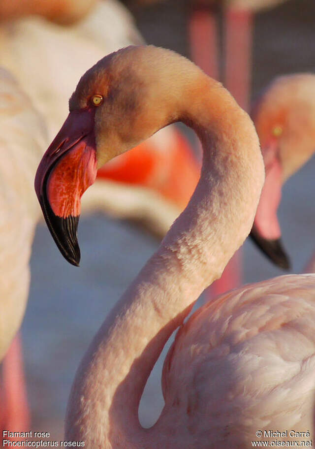 Flamant Rose Adulte Mica