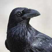 Northern Raven