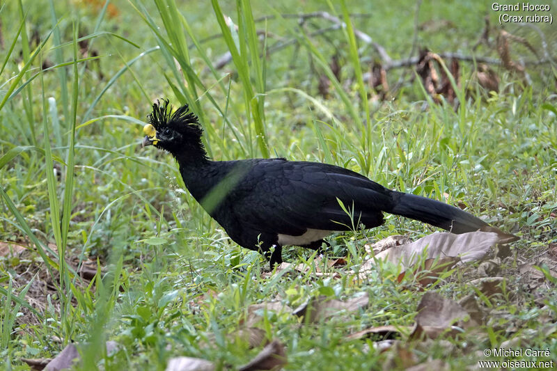 Great Curassow male adult