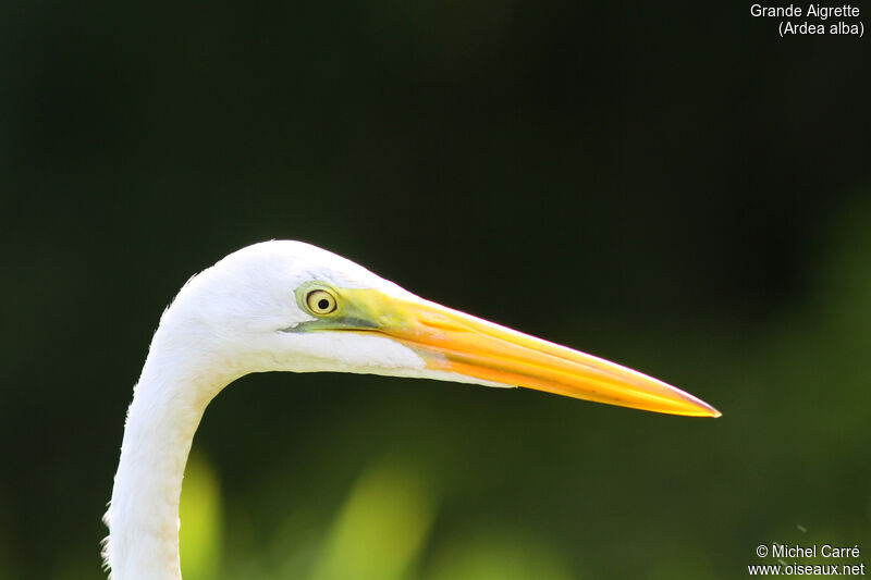 Great Egret, close-up portrait