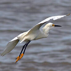 Aigrette neigeuse