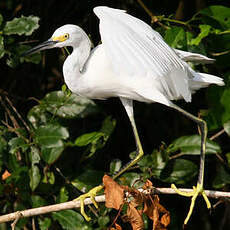 Aigrette neigeuse