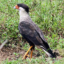 Caracara du Nord