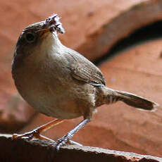 Troglodyte austral