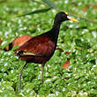 Jacana du Mexique