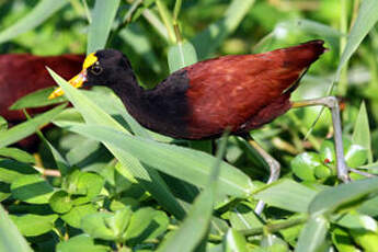 Jacana du Mexique