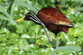 Jacana du Mexique