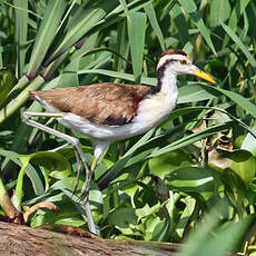 Jacana du Mexique