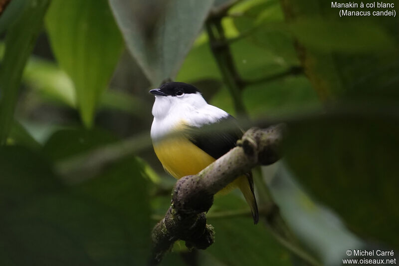 White-collared Manakin male adult