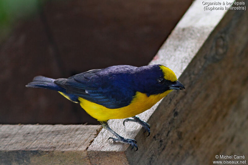 Thick-billed Euphonia male adult