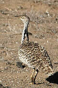 African Houbara