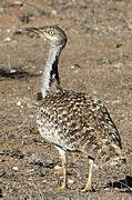 African Houbara