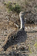 African Houbara