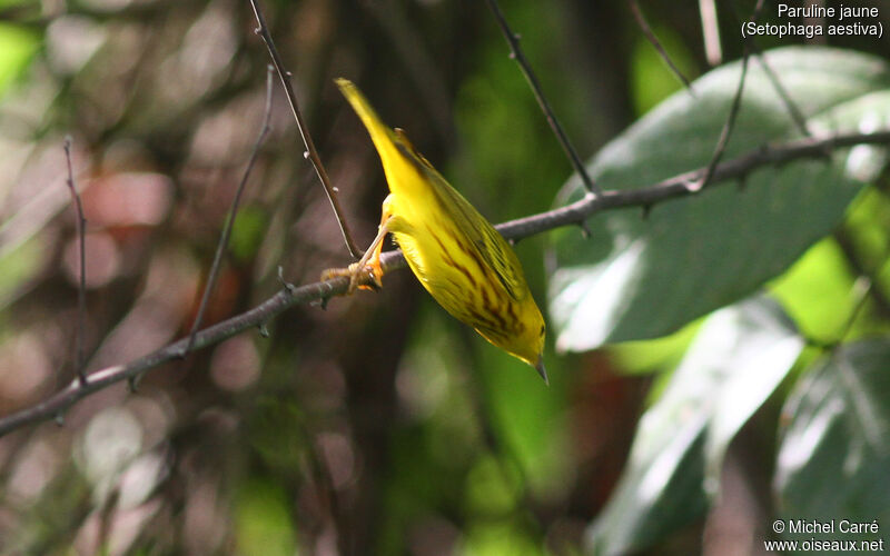 American Yellow Warbler male adult