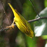 American Yellow Warbler