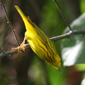 Paruline jaune