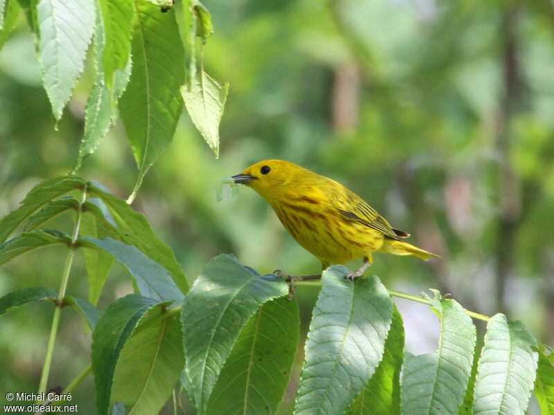 American Yellow Warbler male adult breeding