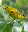 Paruline jaune