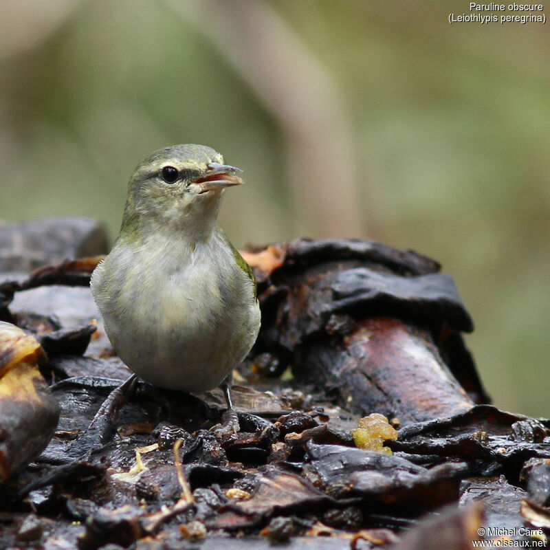 Tennessee Warbler