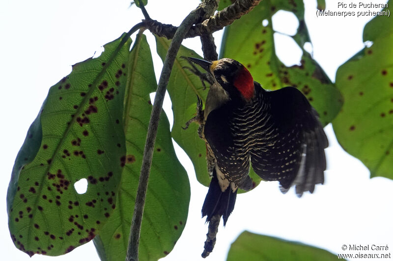 Black-cheeked Woodpecker female adult