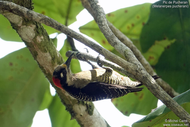 Black-cheeked Woodpecker female adult