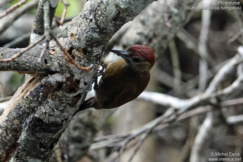 Smoky-brown Woodpecker male adult