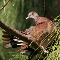 Pigeon de Madagascar