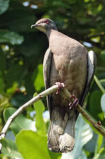 Pigeon rousset