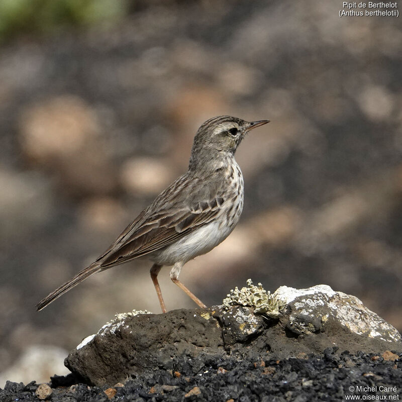 Pipit de Berthelotadulte