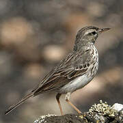 Berthelot's Pipit