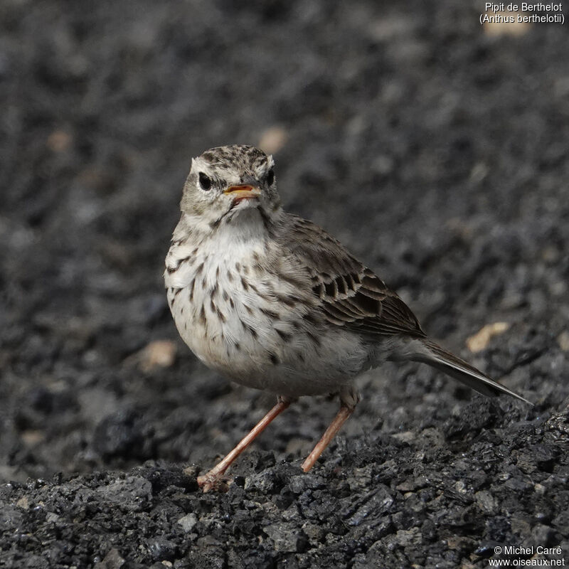 Berthelot's Pipitadult