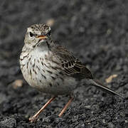 Berthelot's Pipit