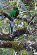 Quetzal resplendissant