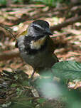 Saltator à tête noire