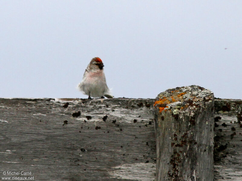 Redpoll male adult