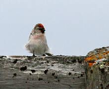 Redpoll