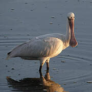 Eurasian Spoonbill