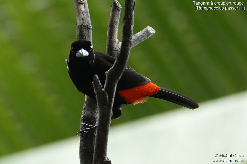 Scarlet-rumped Tanager male adult