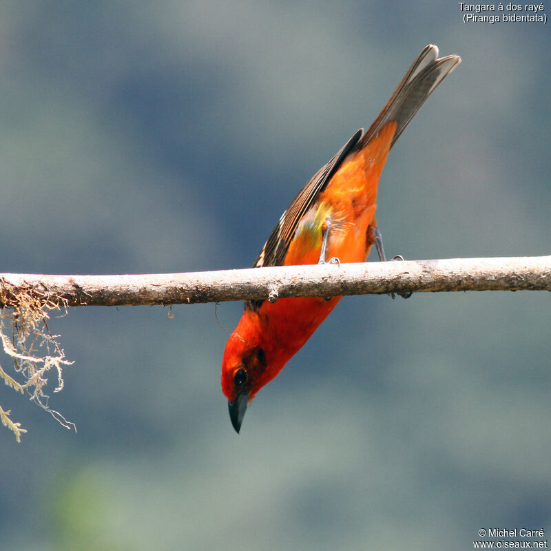 Flame-colored Tanager male adult