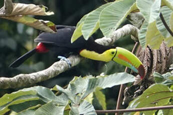 Toucan à carène