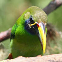 Toucanet émeraude