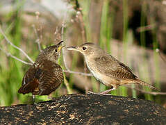 Southern House Wren